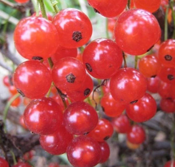 Смородина красная 'Уральские зори'